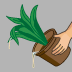 plantas